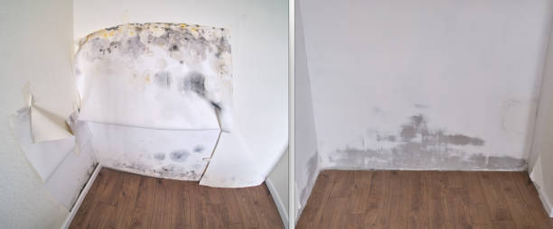 Best Mold removal after water damage  in Liberty, MO